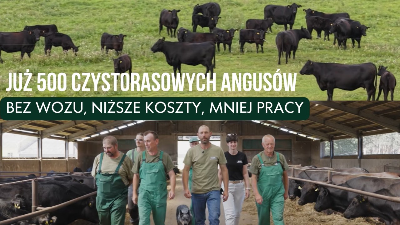 500 ANGUS&Oacute;W bez wozu paszowego! AG Hodowla zmienia system żywienia i obniża koszty