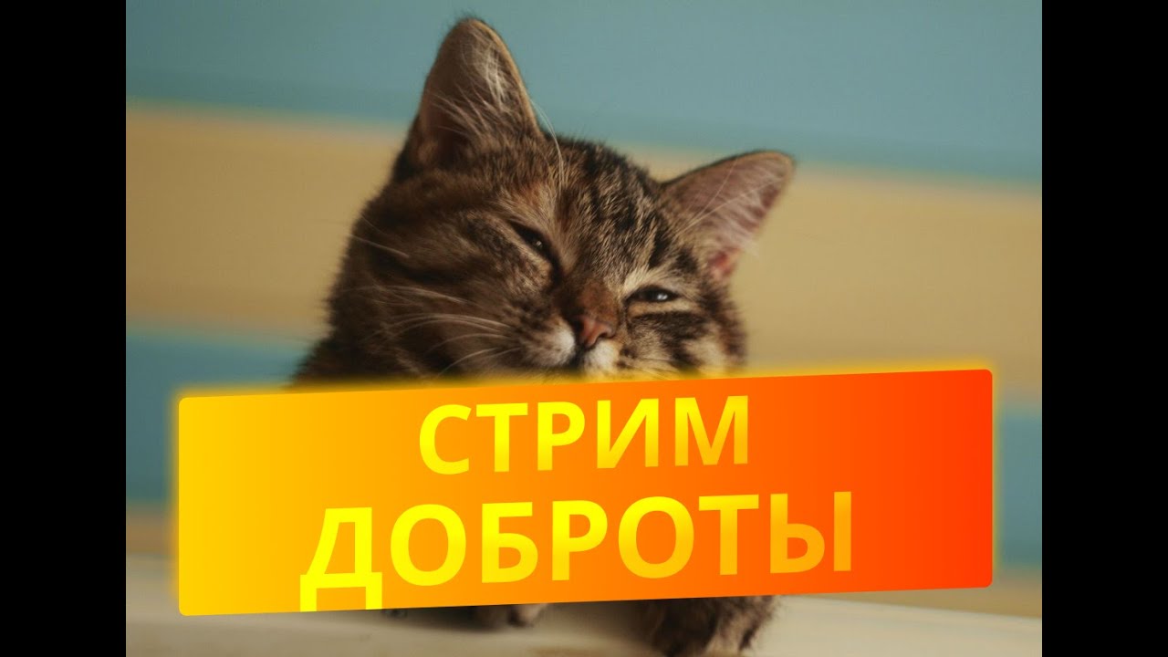 №79 ПРОСТО ИГРАЕМ И ДЕЛАЕМ ДОБРЫЕ ДЕЛА
