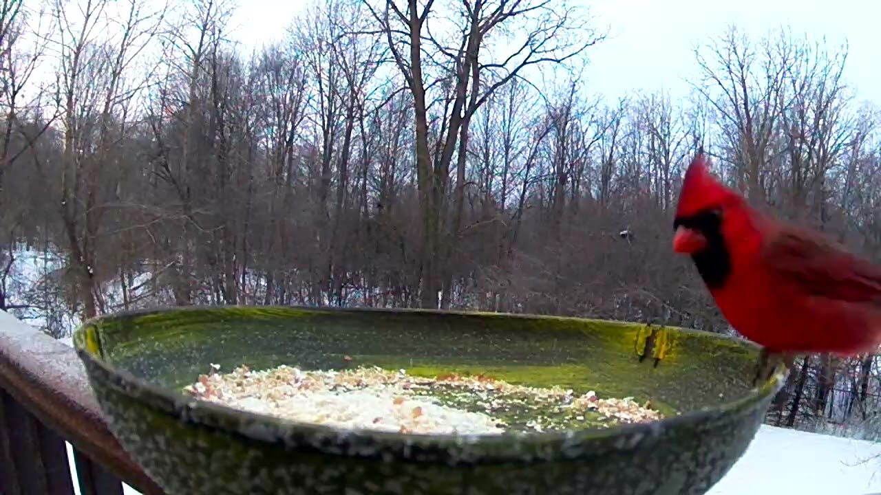 My neighbors are so beautiful!#birds #winterbirds #nature #shortvideo 