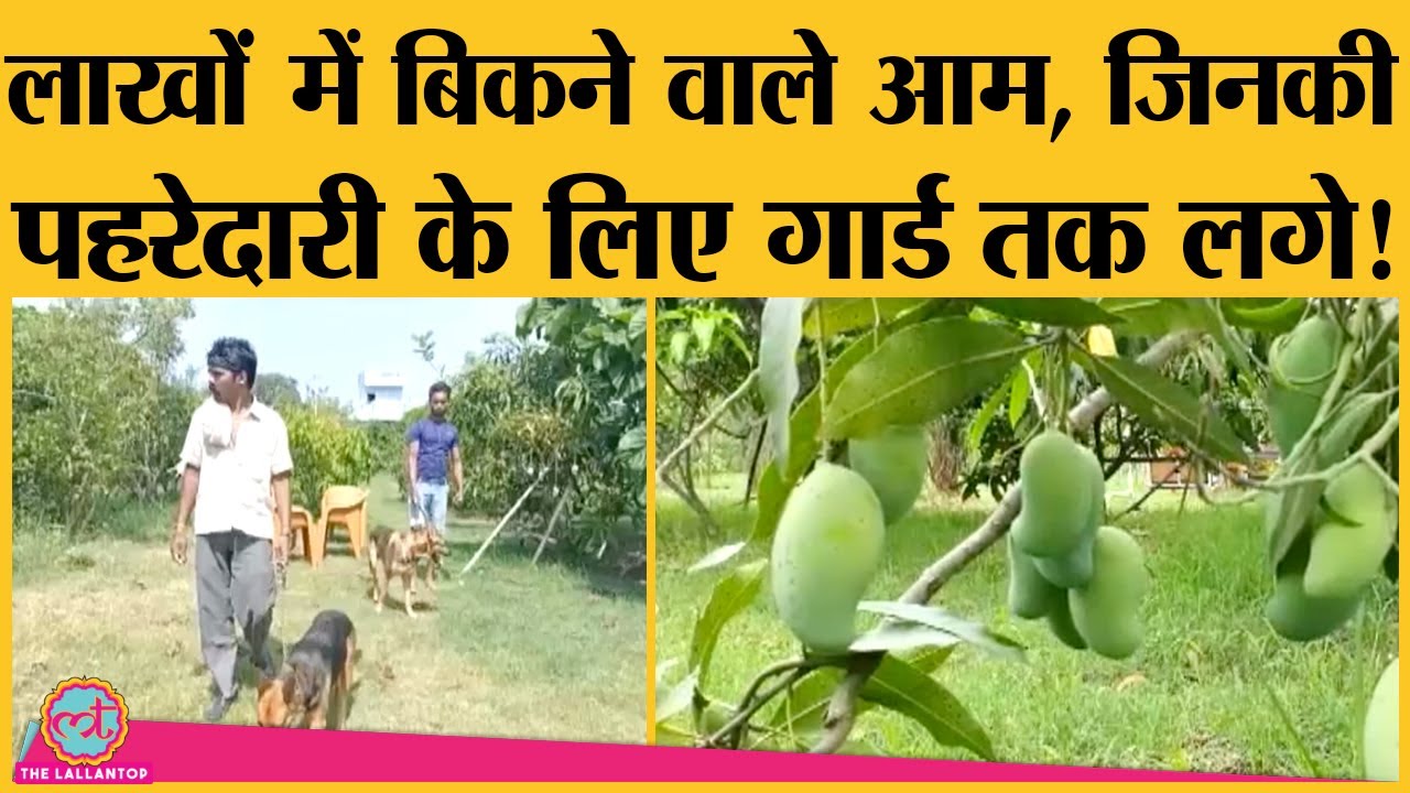 इन Mango orchard में क्या खास है कि लाखों के बिकते हैं?| Taiyo no Tamago