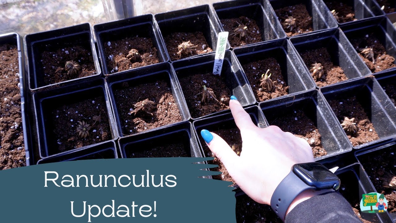 Ranunculus Update in Zone 5B!