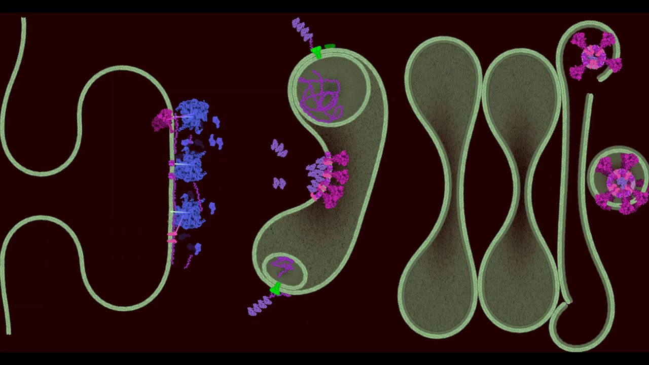 Viral Assembly of the SARS-CoV-2 virus - NanoBiology Course 2020 - Monday Group