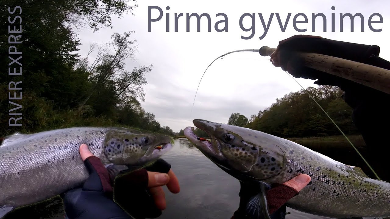 MAN KIMBA - pirma LAŠIŠA mano gyvenime 😲💪🐟