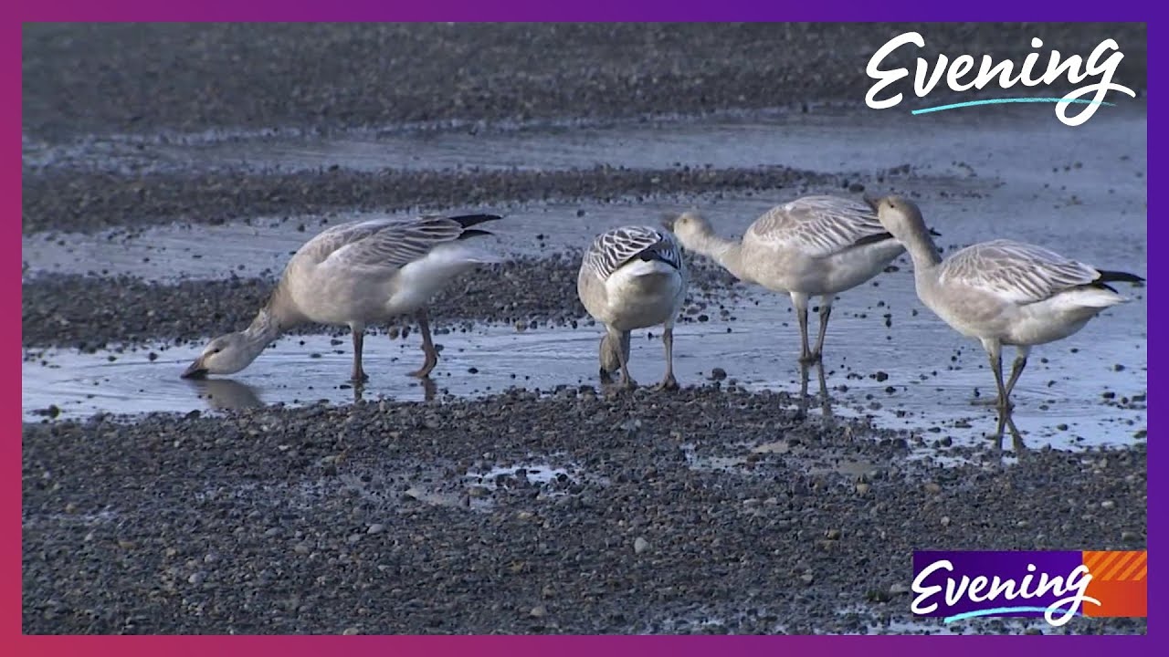 Nisqually National Wildlife Refuge