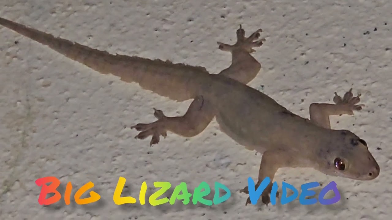 ជីងចក់ធំ #biglizard #gecko #lizard #Short 