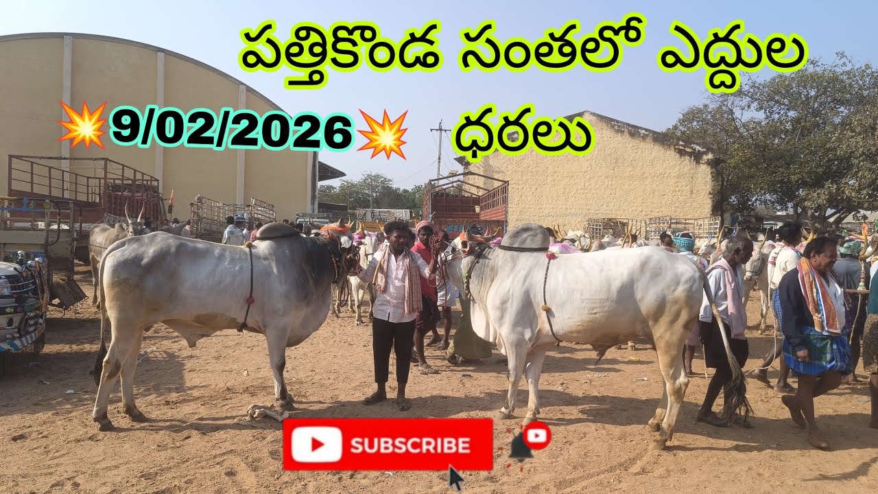 ##Pathikonda monday bulls market//పత్తికొండ సంతలో ఎద్దుల ధరలు వాటి వివరాలు//