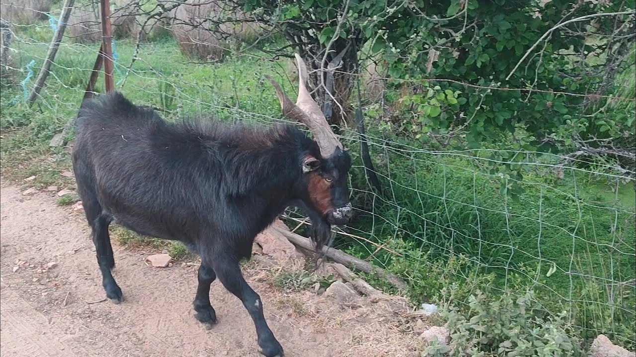 La ganader&iacute;a caprina de Nazaret