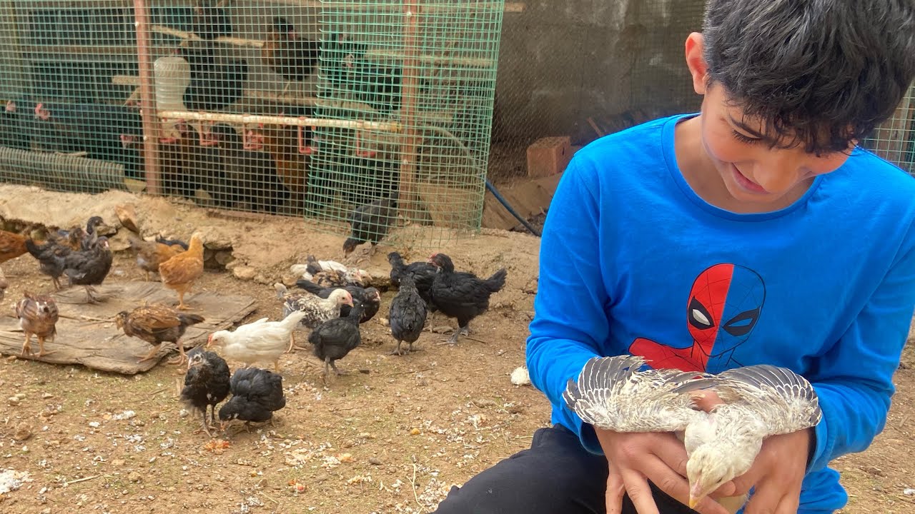 Civcivlerin Bahçe Keyfisi🐥🐥~Yeni Kümes Bitmek üzere~Bahçeye ufak dokunuş