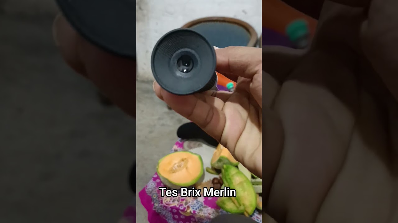 Tes rasa manis melon merlin #farming