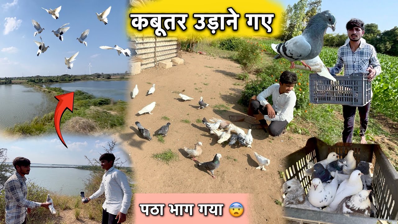 Pahadi par kabutar udane gaye or ak dikkat ho gai patha bhag gaya 😱 ￼ || 1.5 km dur se kabutat udaye