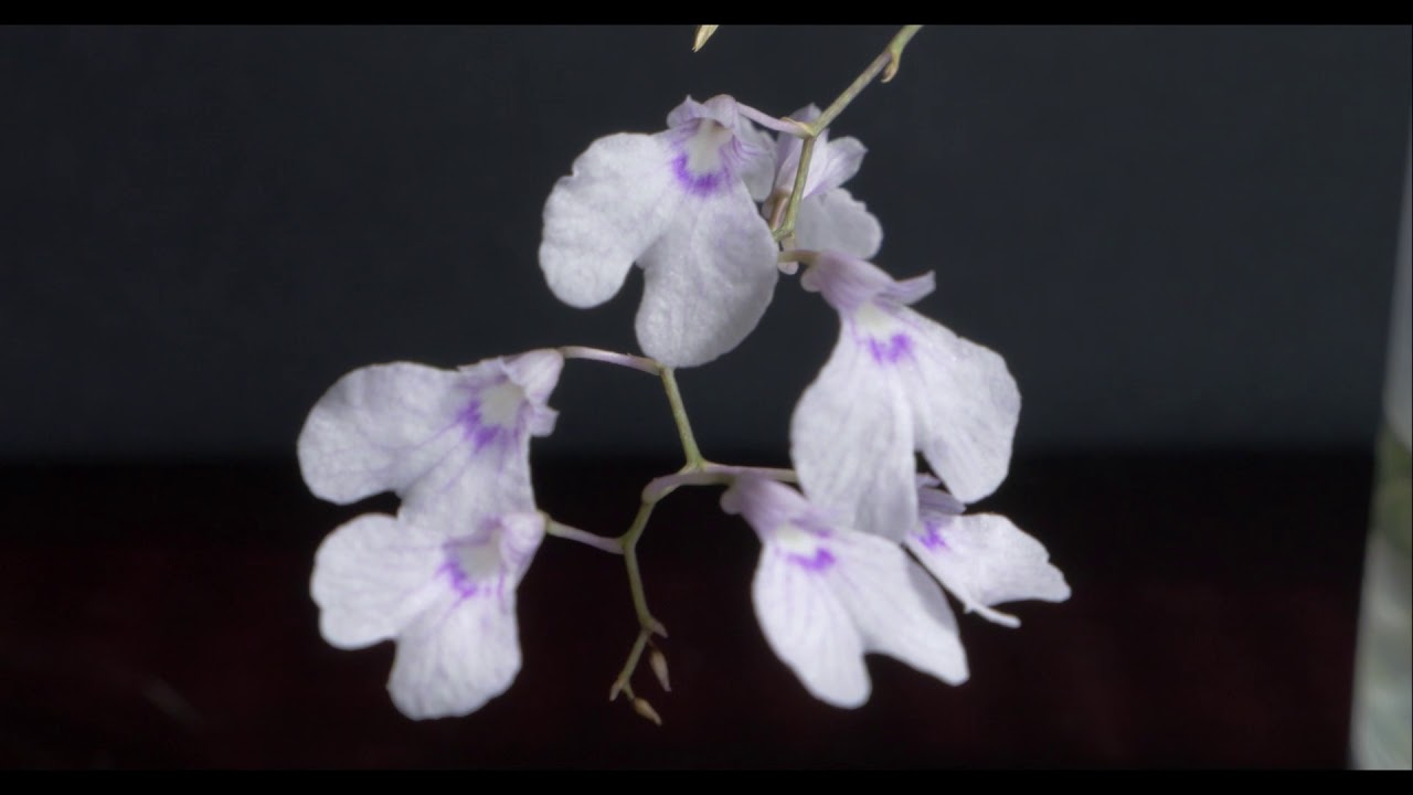 Ionopsis paniculata orchid in bloom(2018)
