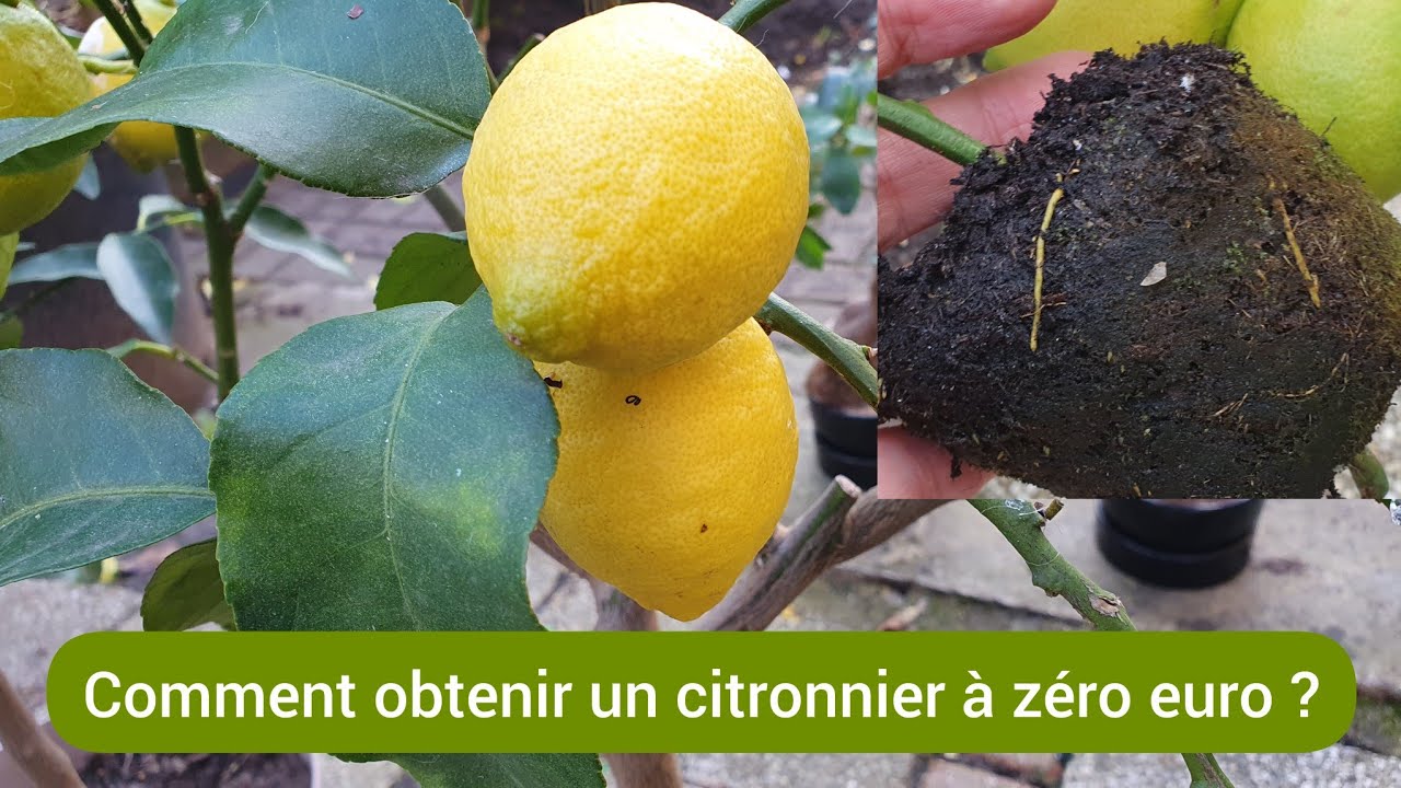 Comment bouturer facilement  le citronnier ? 2024