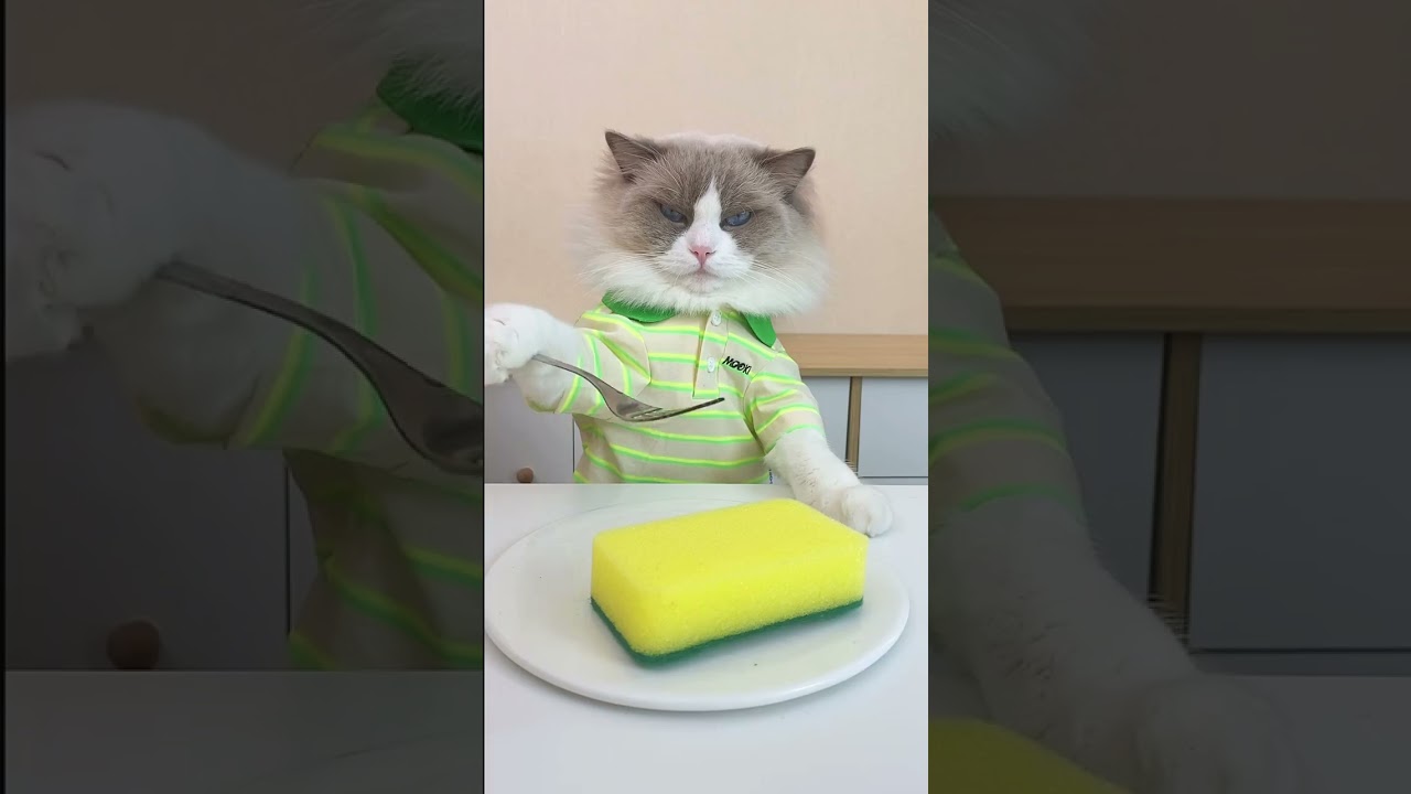 Manhoos Billi #cat #catshorts #viralshort #funny #diy #cute