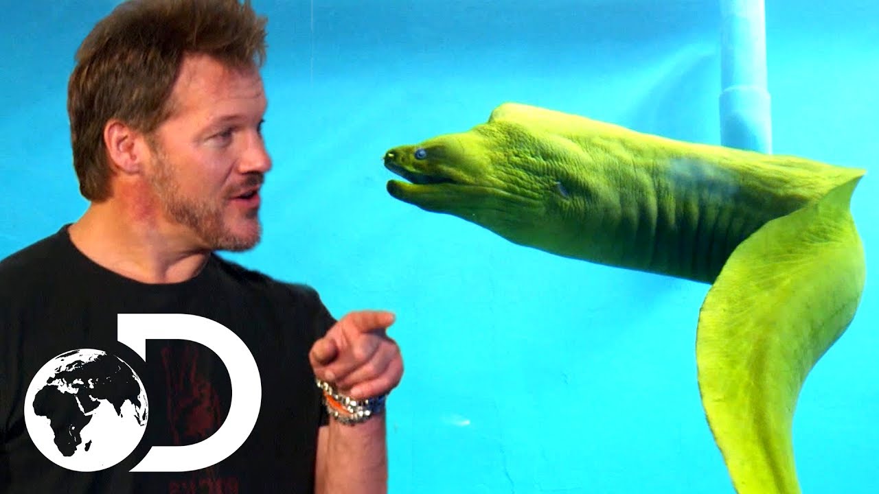 WWE's Chris Jericho is Scared to Swim with an Eel! | Tanked