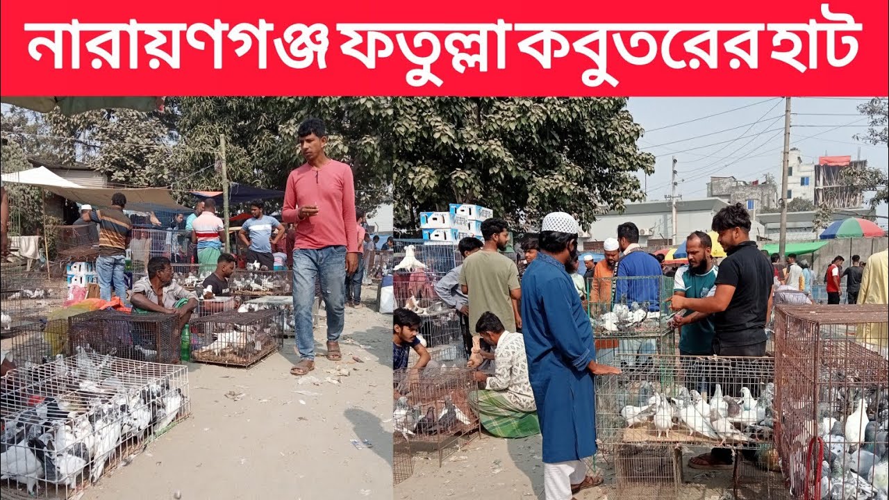 ০২/১২/২০২৫,নারায়ণগঞ্জ ফতুল্লা কবুতরের হাট।Narayanganj fatullah kobutor hat.Pigeon market Bangladesh