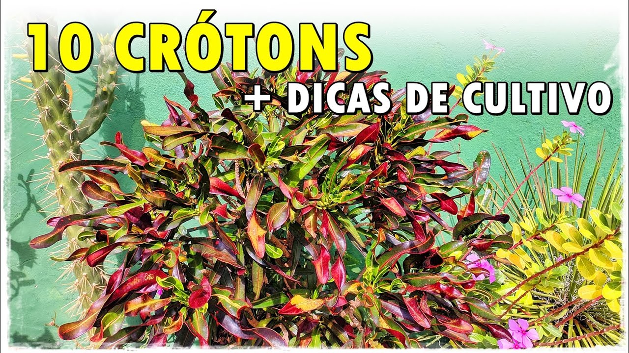 CRÓTON: DICAS DE CULTIVO E IDENTIFICAÇÃO DESTA FOLHAGEM MAGNÍFICA