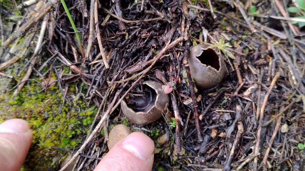 Los pucheruelos. Seta comestible apreciada en muchos pueblos. Helvella leucomelaena. Identificación