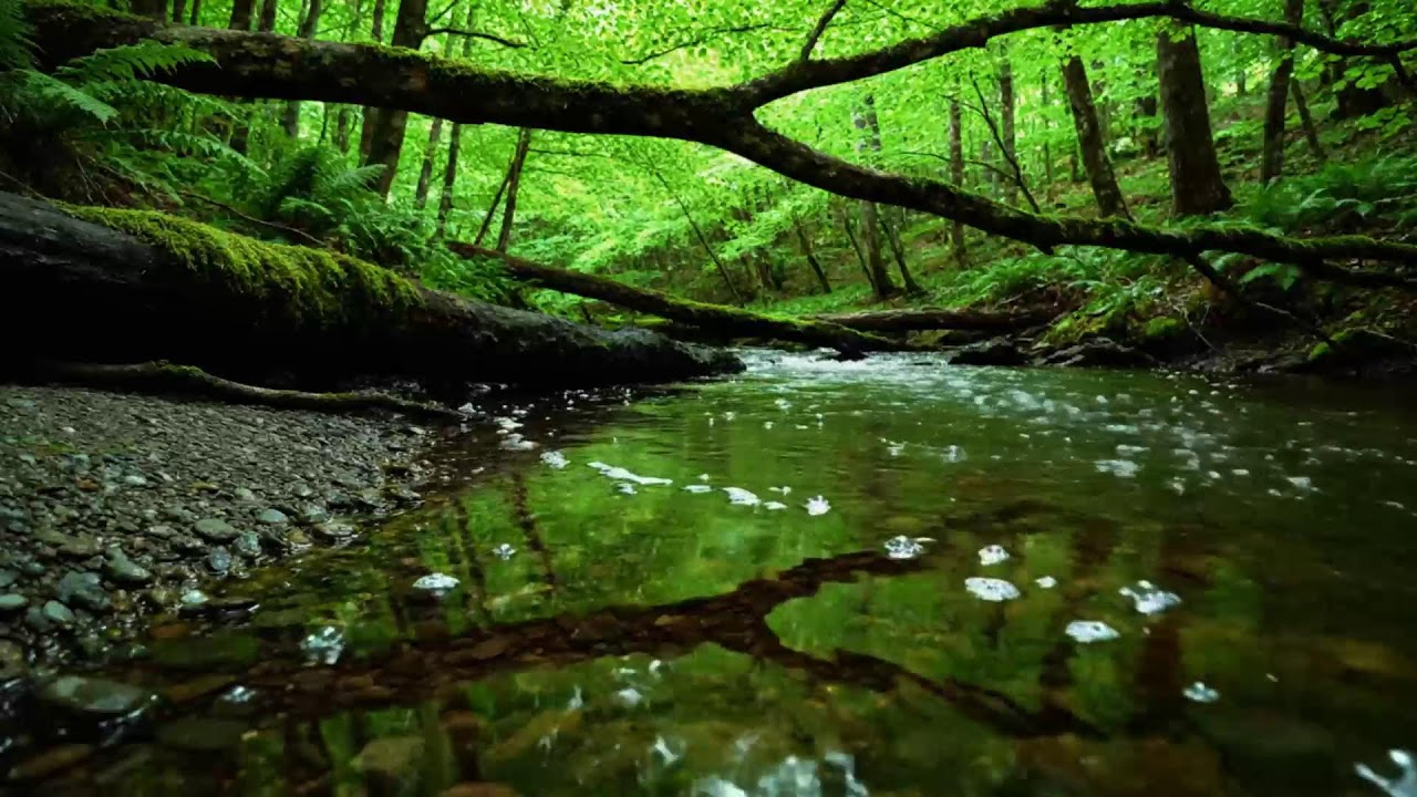 Forest Stream Sounds, Gentle Bird Song, Relaxing Nature Sounds