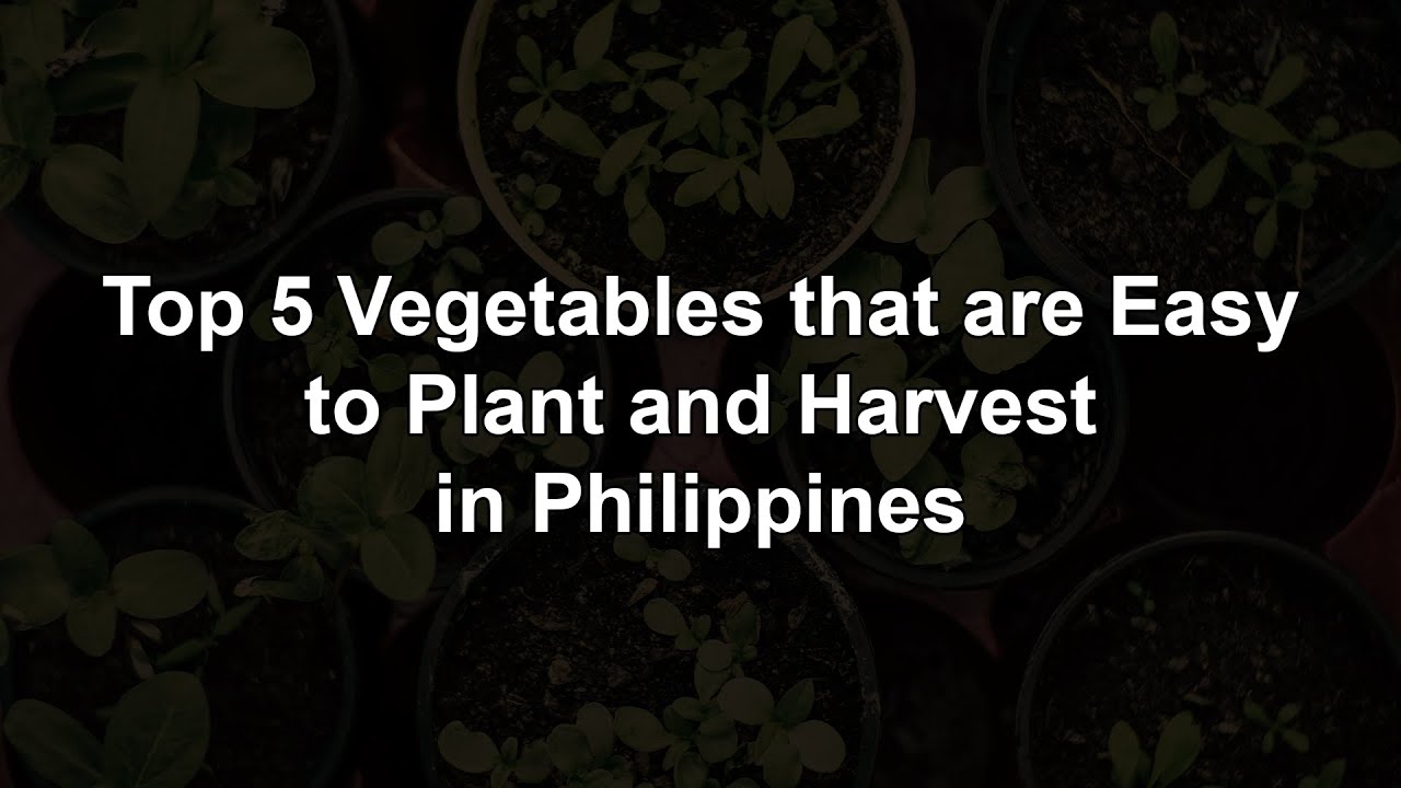 Top 5 Vegetables that are Easy to Plant and Harvest in Philippines