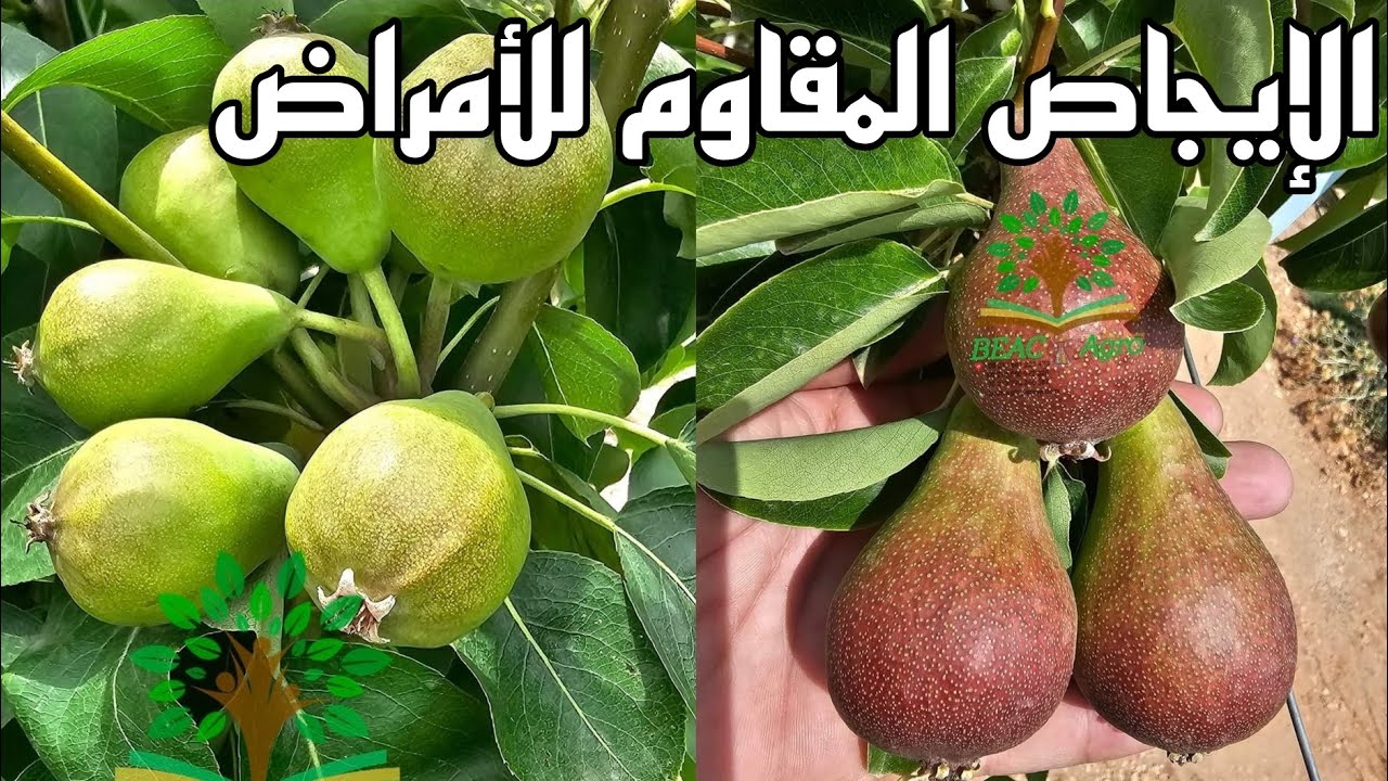 أصناف الإيجاص جديدة مقاومة للأمراض واللفحة البكتيرية زراعة تكثيفية
