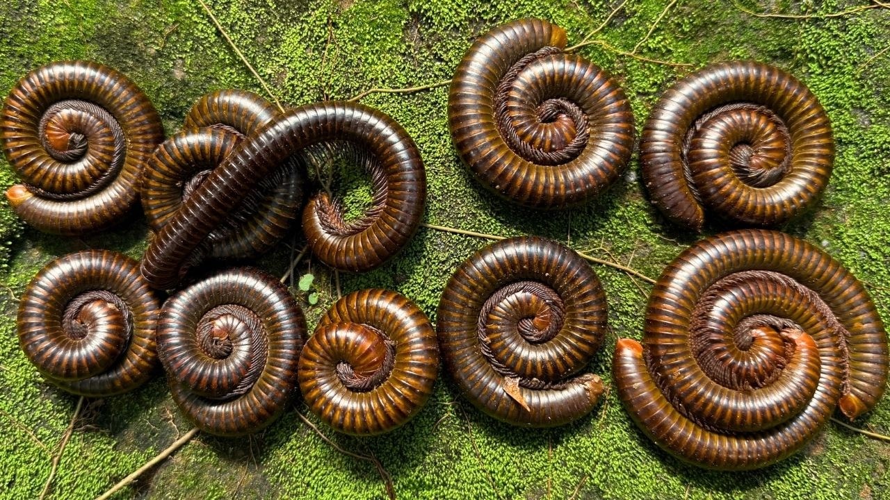 Catch Giant Millipedes Water Flow Discovery #millipede #wildlife