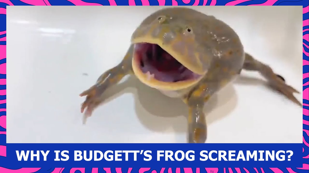 WHY IS BUDGETT’S FROG SCREAMING? (lepidobatrachus laevis)