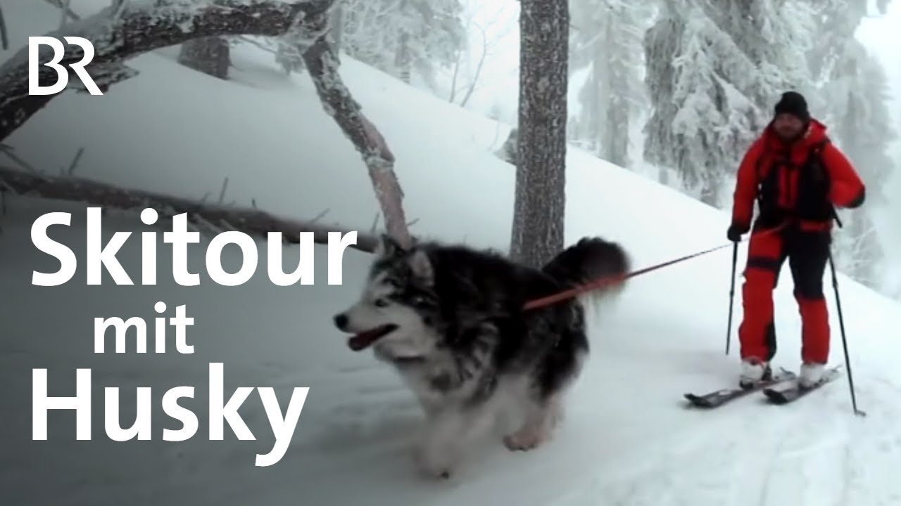 Immer wieder Arber: Patrick Koller und sein Husky | Bergauf-Bergab | Skitour | BR