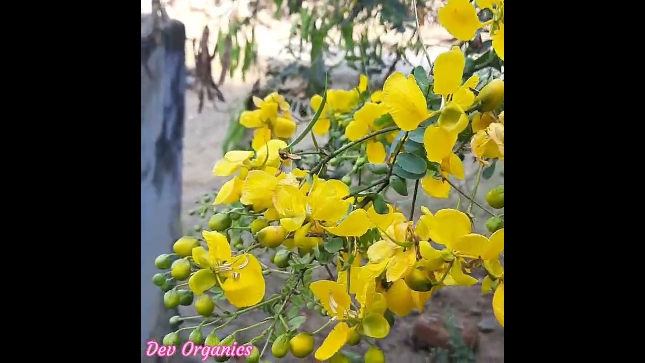 Avaram poo| Avaram flower| Senna auriculata| Yellow flower