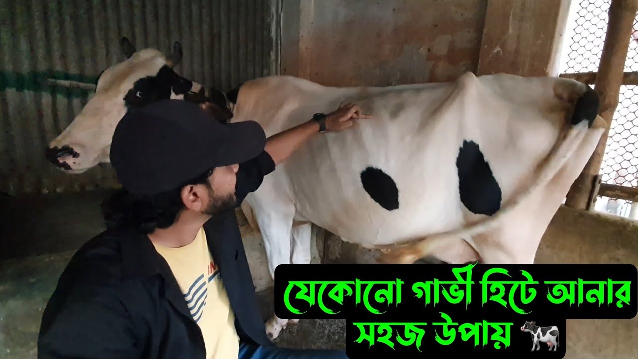 যেকোনো গাভী হিটে আনার সহজ উপায় দেখুন,,,🐄