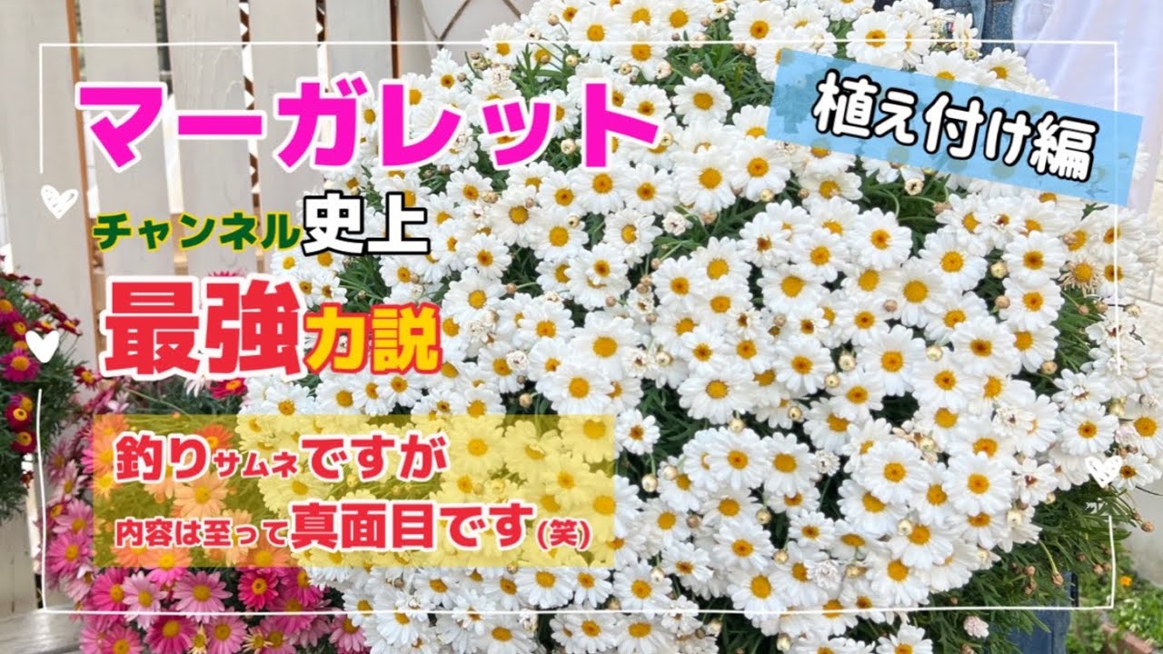 「マーガレット 育て方」購入から植え付けまで 「年間管理」と「切り戻し時期」も御説明します