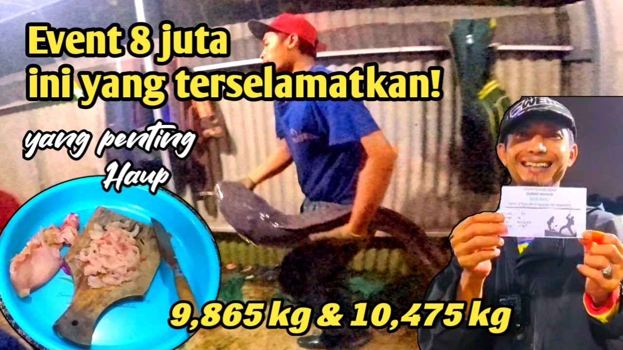 detik2 babon digendong panitia! Haup umpan lele sederhana