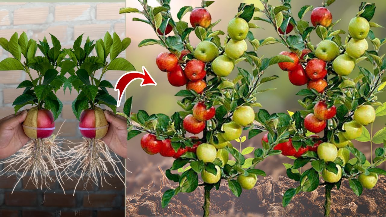 DIY How to Growing Apple fruit and pear fruit With Red onion Eggs to be single tree,How to Grafting
