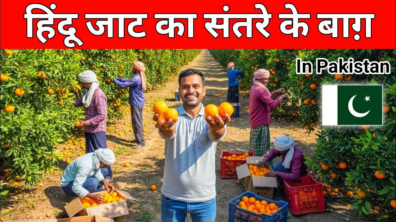 Biggest Hindu Jaat Orange Orchards in Pakistan 🇵🇰 | Raj Kumar