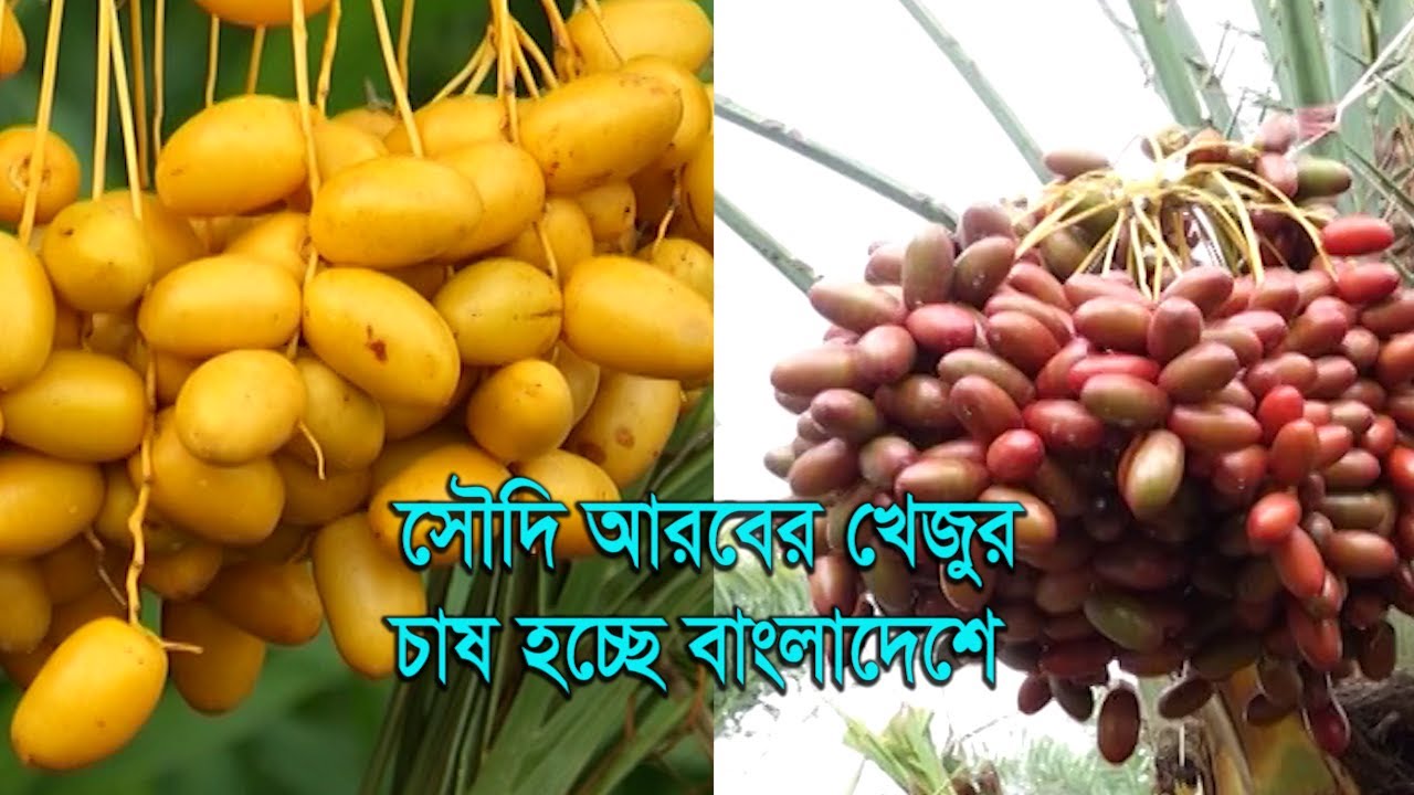 Palm cultivation  ||  সৌদি আরবের খেজুর চাষ হচ্ছে বাংলাদেশে