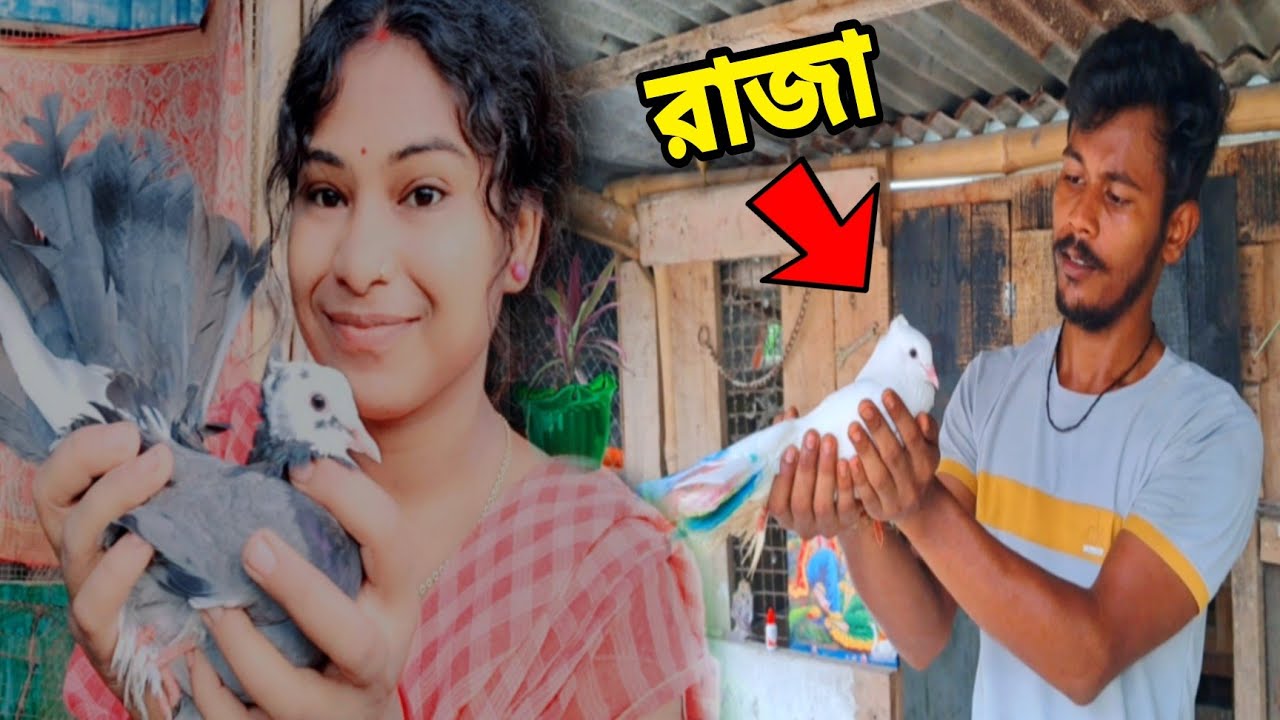 লক্ষা কবুতরের জোড়া নিয়াসলাম || My Birds Caloni Vlog-#petsvlog #birdsvlog #newvlog