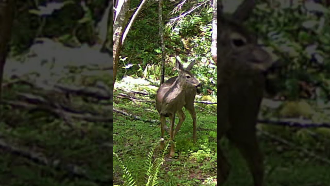 Beautiful Deer in Forest sunlight Trail Camera Adventures Wildlife Mt St Helens Washington 