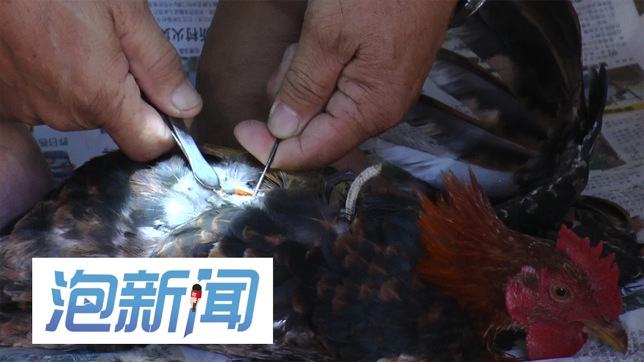 阉鸡传统买少见少  阉鸡师傅传承美味