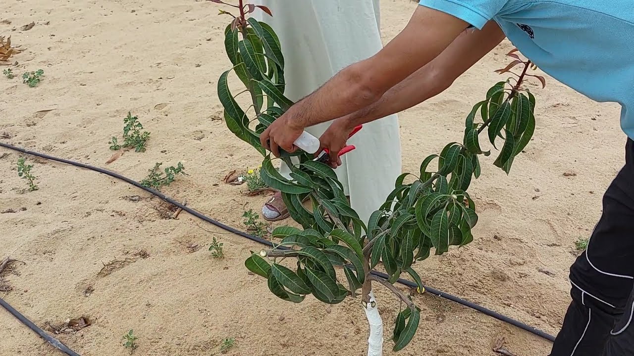 مانجو كريمسون برايد 🥭 | ثاني دورة تقليم تربية 🥭✂️ | نصائح  تطعيم مانجو | توقيت دول الخليج 🥭