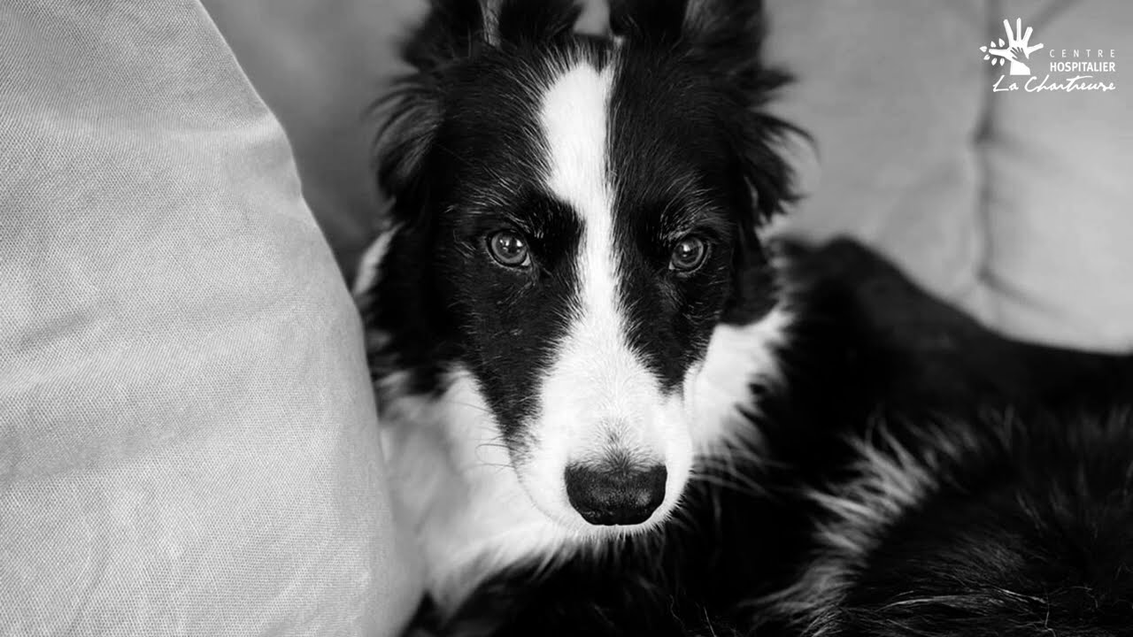 Hommage à Kaloo, chien médiateur inoubliable