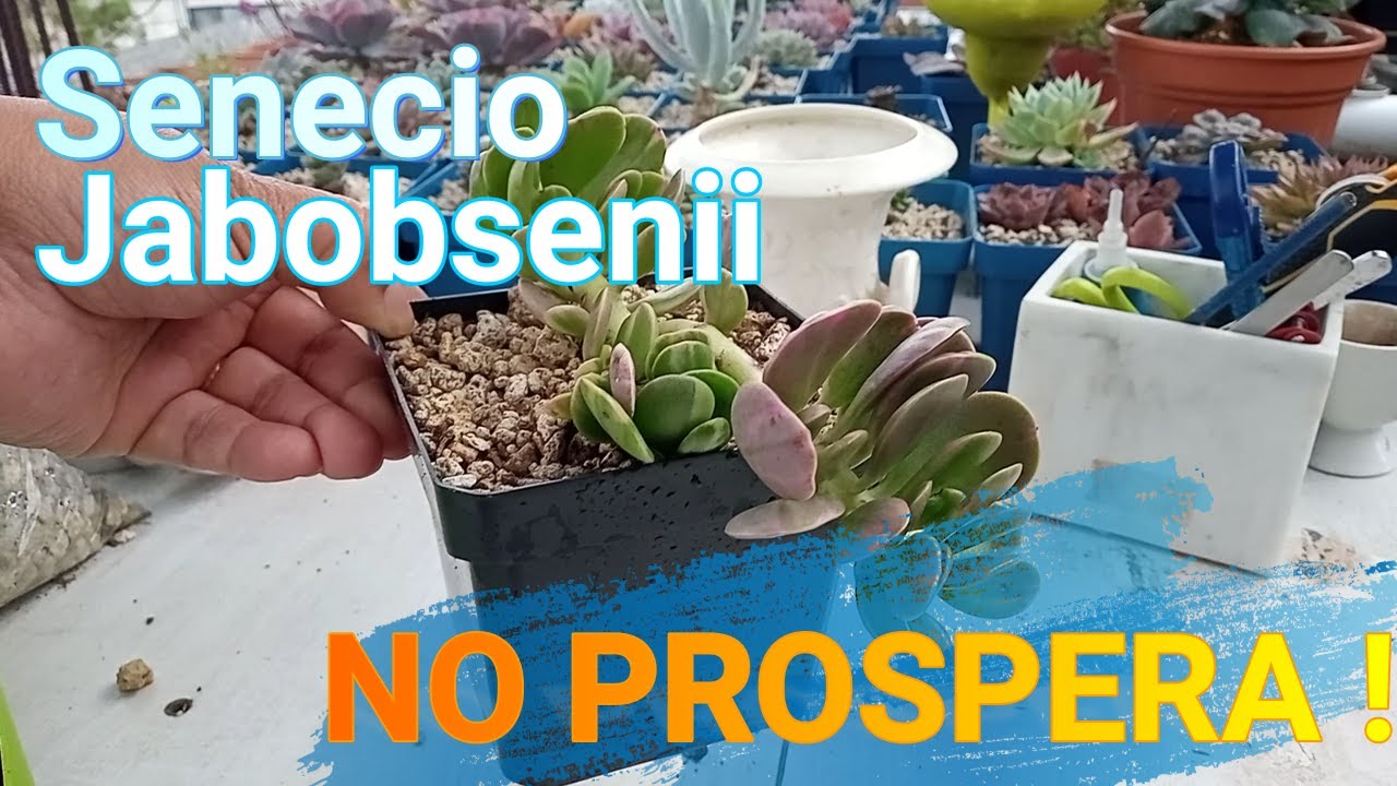NO PROSPERA MI SENECIO JACOBSENII