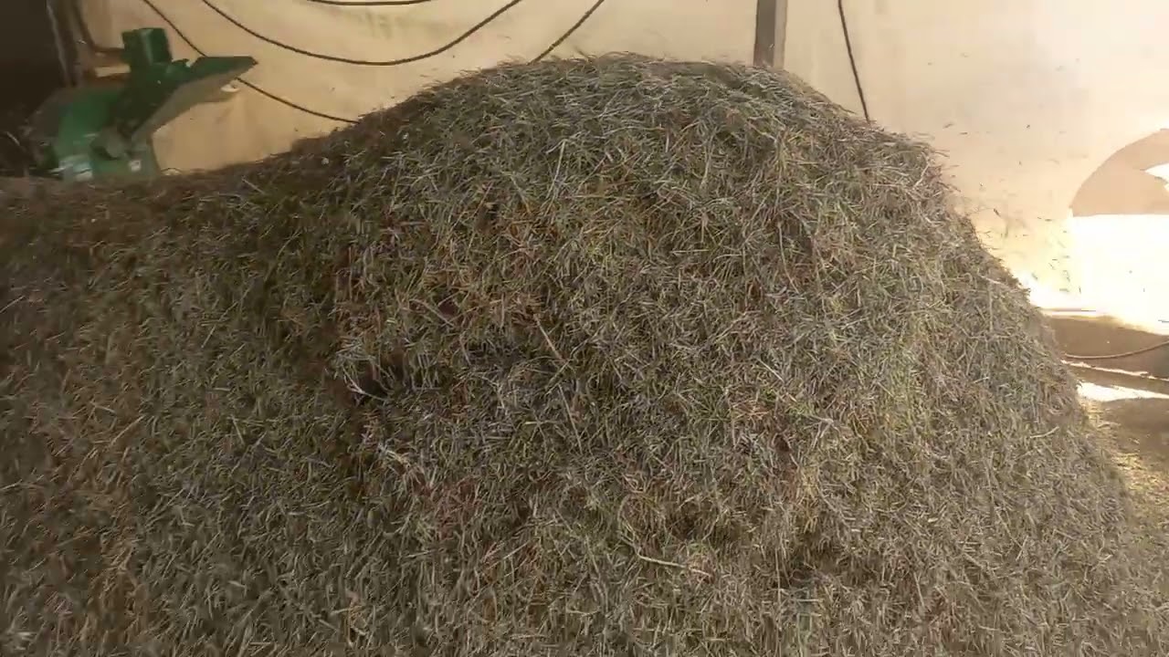 como triturar feno para ovinos e cabrinos