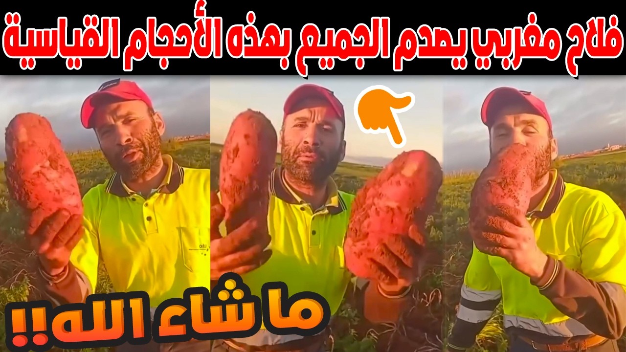 بطاطس عملاقة في دكالة! فلاح مغربي يصدم الجميع بهذه الأحجام القياسية بعد أمطار الخير 🔥