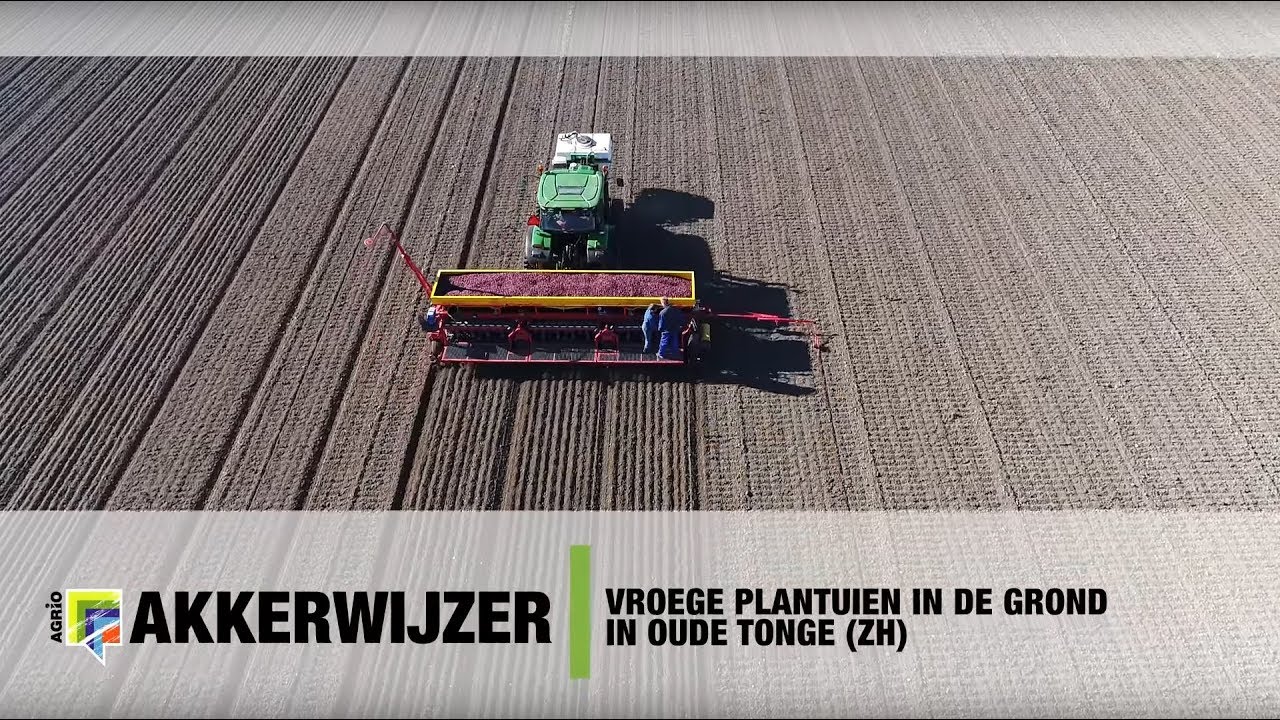 Vroege plantuien in de grond in Oude Tonge