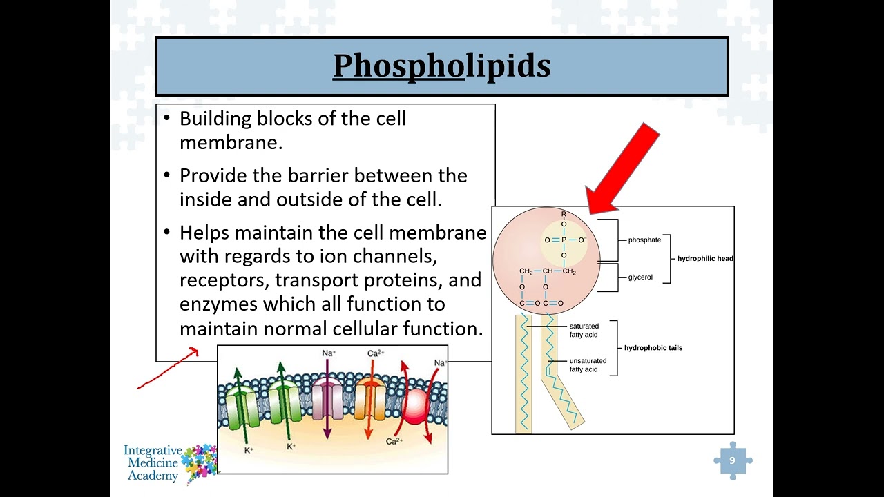 The Role of Magnesium in Biochemical Systems