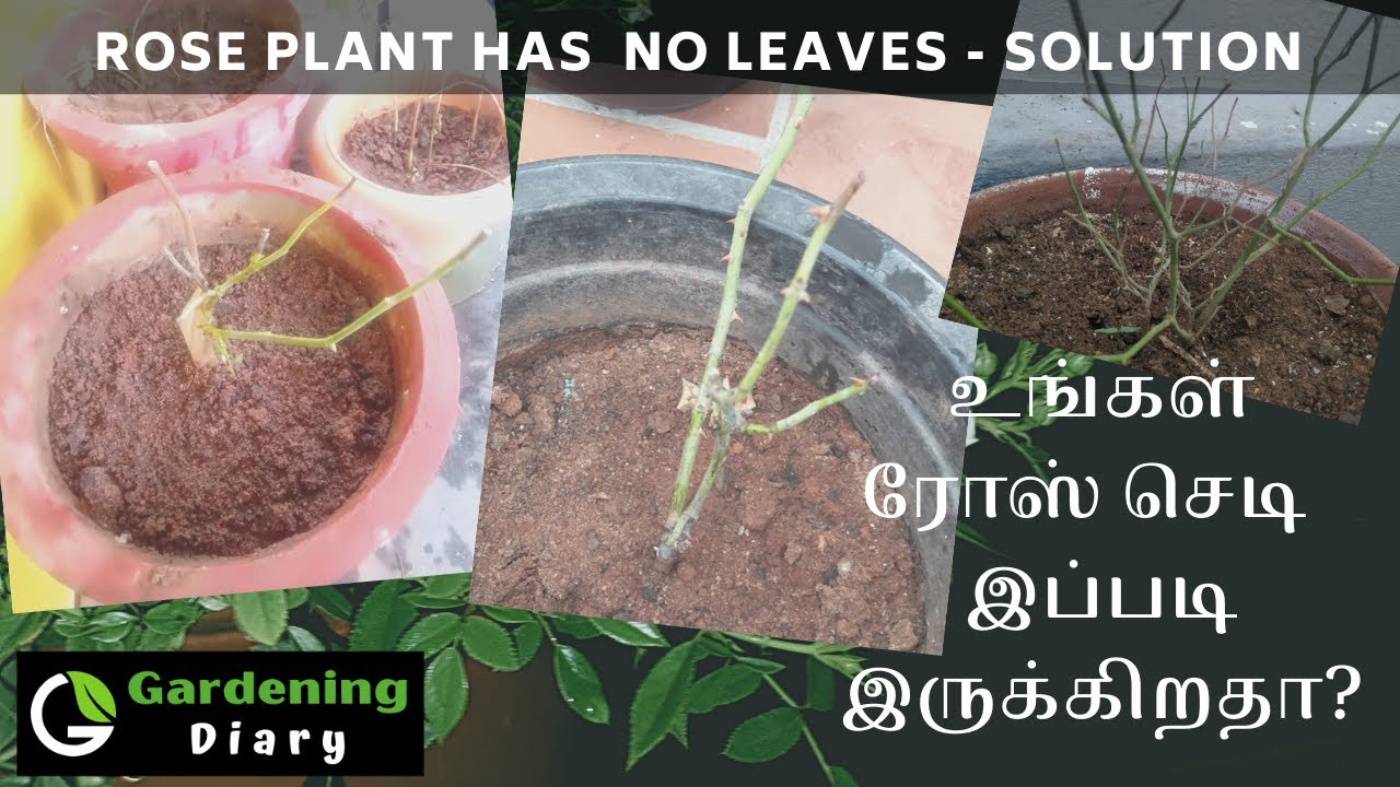 இலை இல்லாமல் இருக்கும் ரோஸ் செடி வளர டிப்ஸ் - Tips to save dying rose without leaves