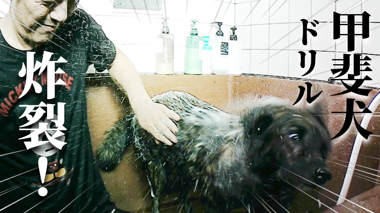 甲斐犬をお風呂に入れたら人間がずぶ濡れになりましたー‼【甲斐犬・柴犬】