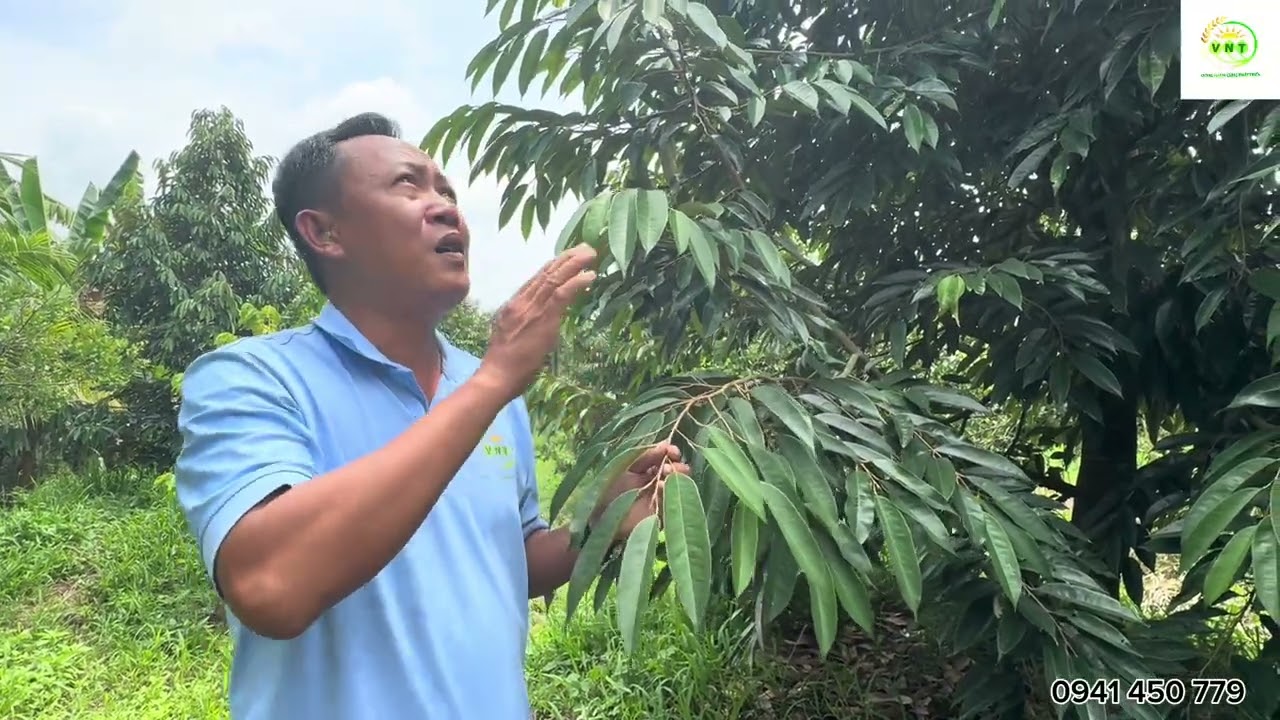 Phòng và trị rầy xanh trên sầu riêng
