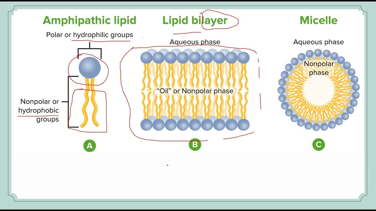 L2 .. Lipids