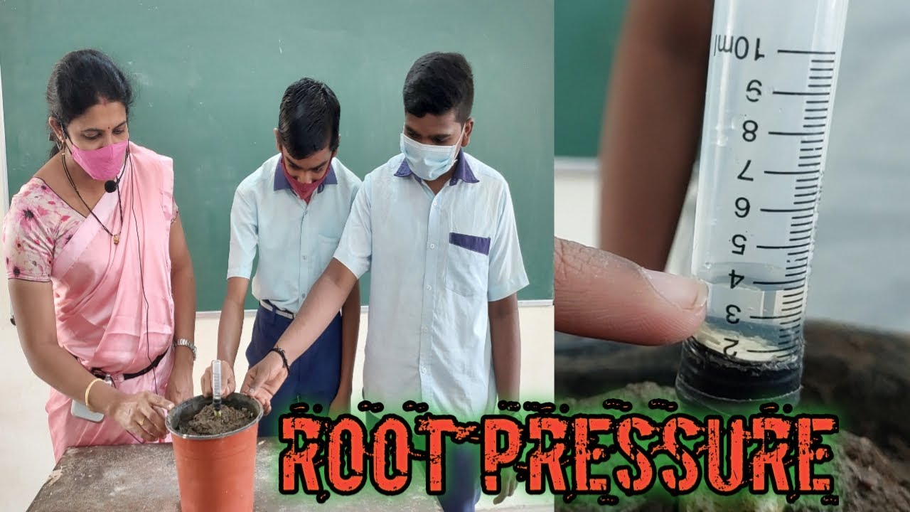 Root pressure experiment  ||  Water Transportation  in Plants  ||  10th Class Biology
