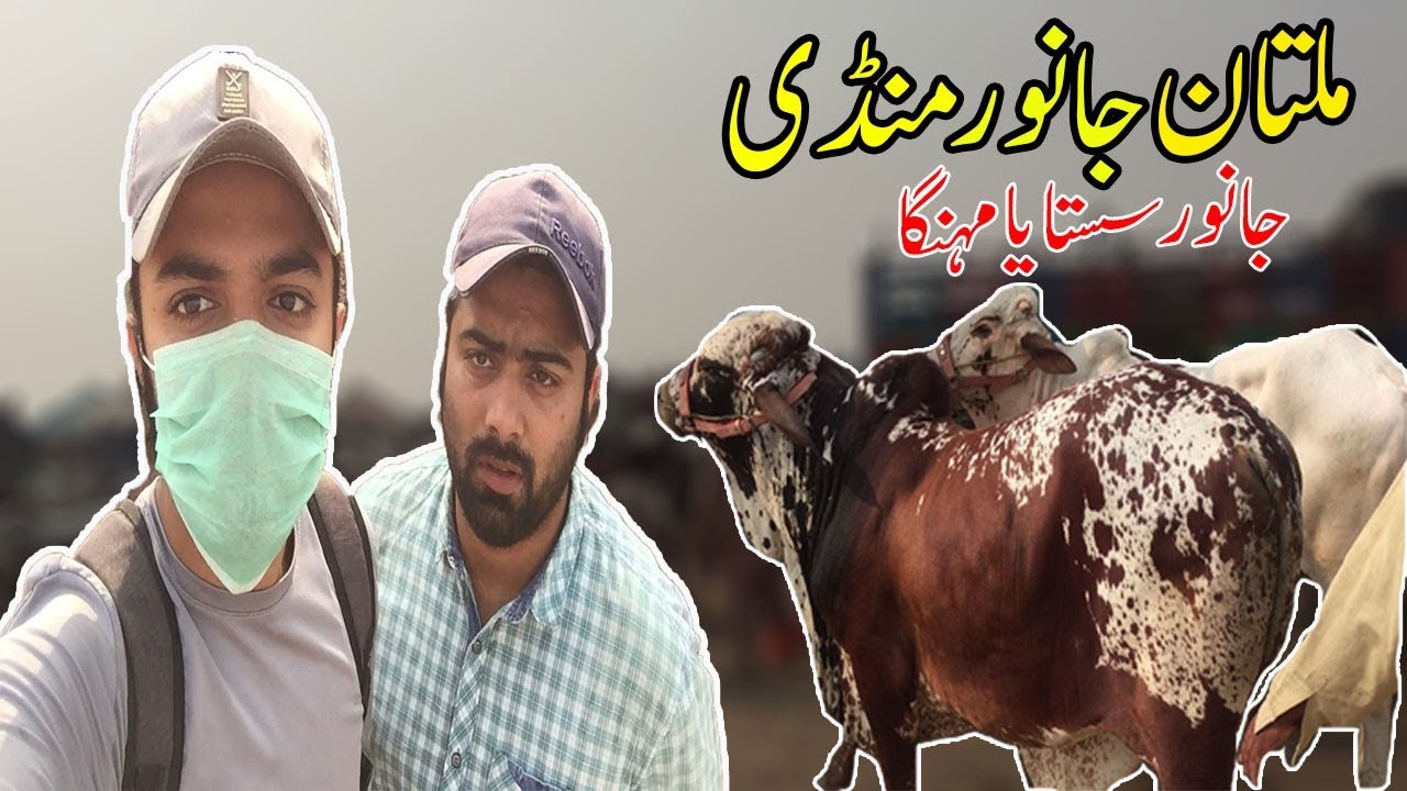 Cow Mandi Multan 2019 Latest Update 10-27-2019 Must Watch Urdu/hindi | SSTv |